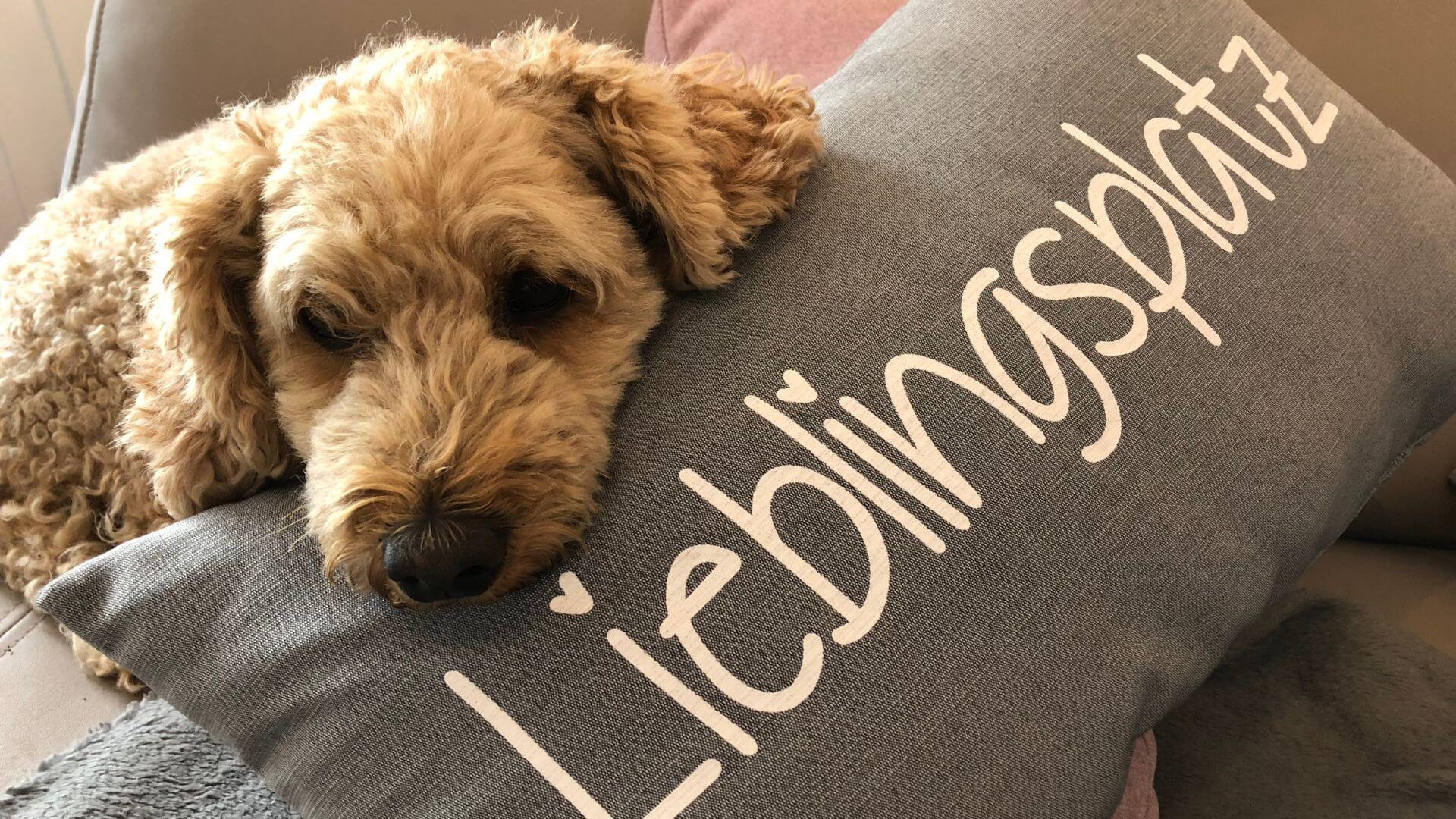 Hund im Hilgenhuus