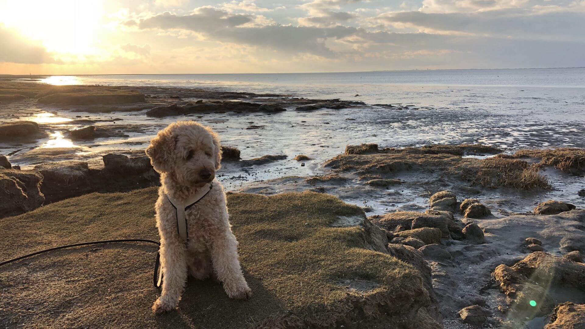 Hund am Naturstrand bei Sonnenuntergang