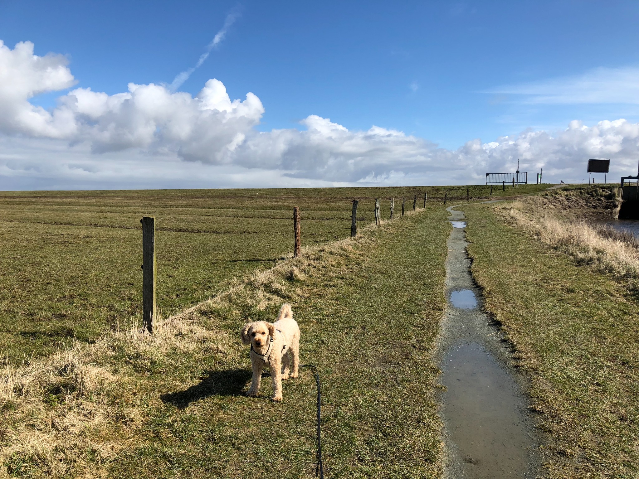 Spaziergang mit Hund am Deich bei Hilgenriedersiel